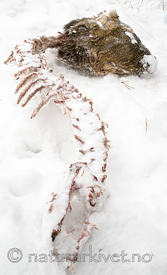 BB 10 0495 / Capreolus capreolus / Rådyr <br /> Lynx lynx / Gaupe